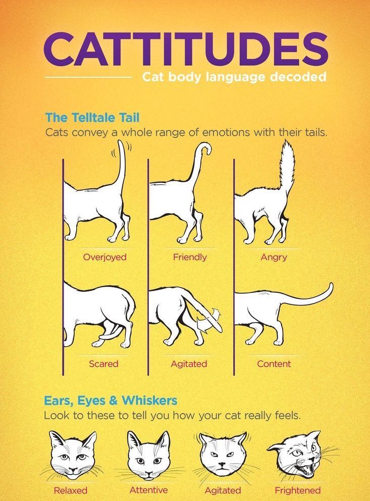 catbodylanguagechart